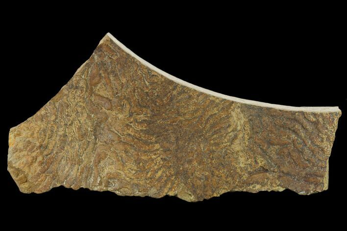 Pennsylvanian, Fossil Microbial Mat - Oklahoma #133150